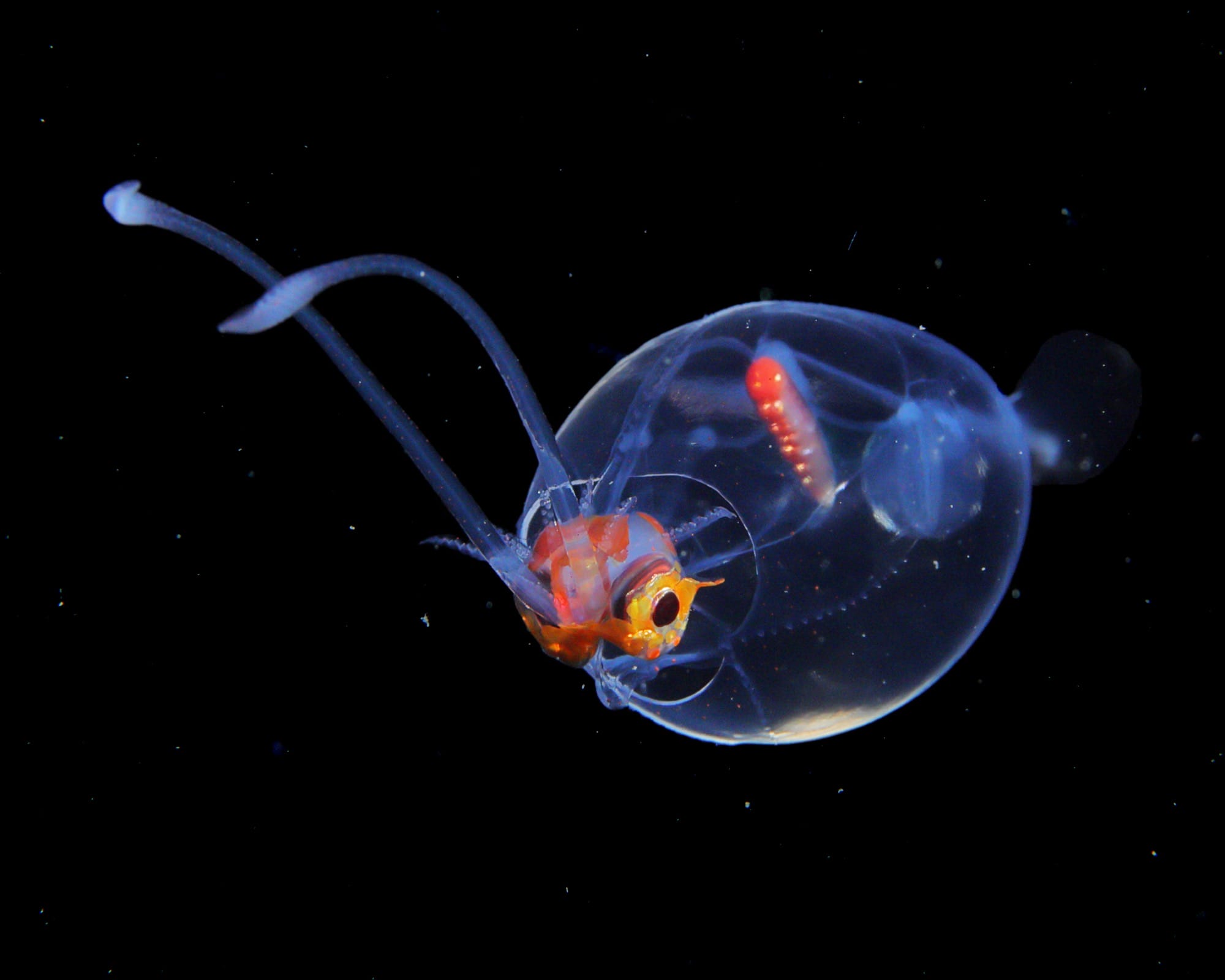 Ryo Minemizu Illuminates the Incredible Diversity of Plankton Off the Coast of Japan